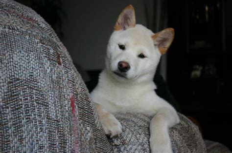 Puppy. Color. Orange and White. I currently have 5 purebred white Shiba Inu babies. There are 4 females and one male. Shiba Inu dogs are generally loyal and friendly to their owners,…. View Details. $500.